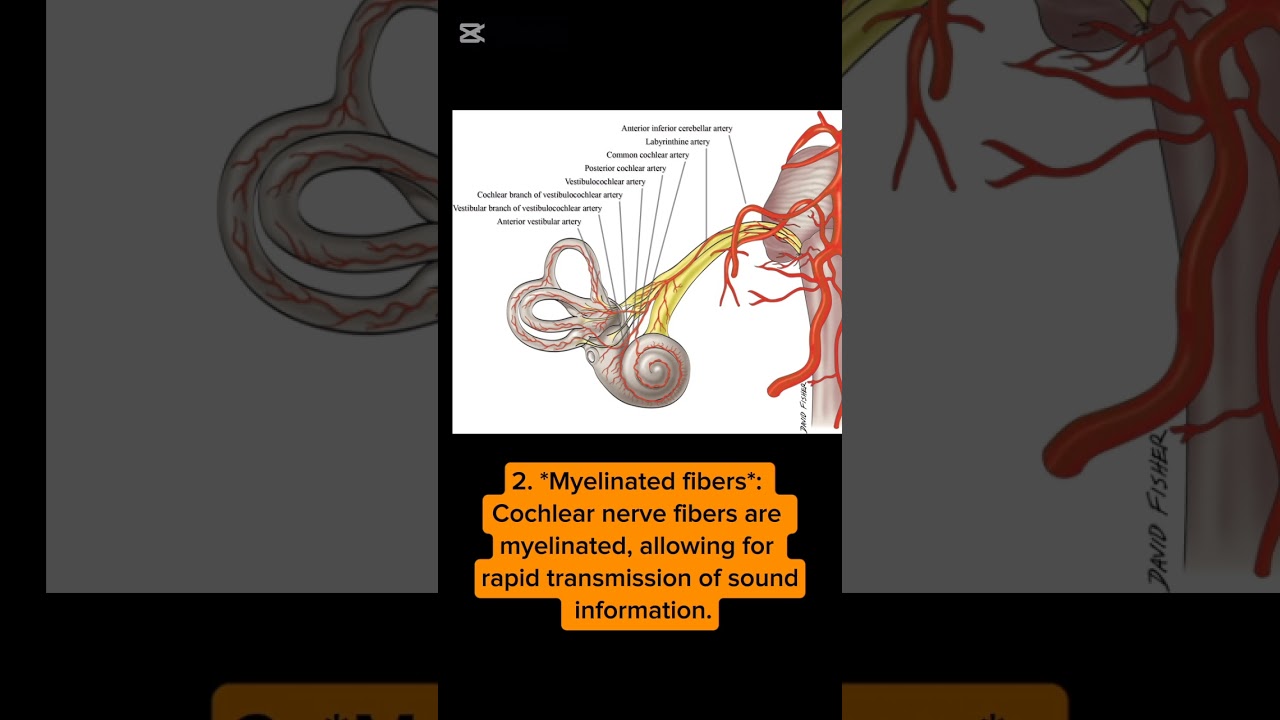The cochlear nerve 