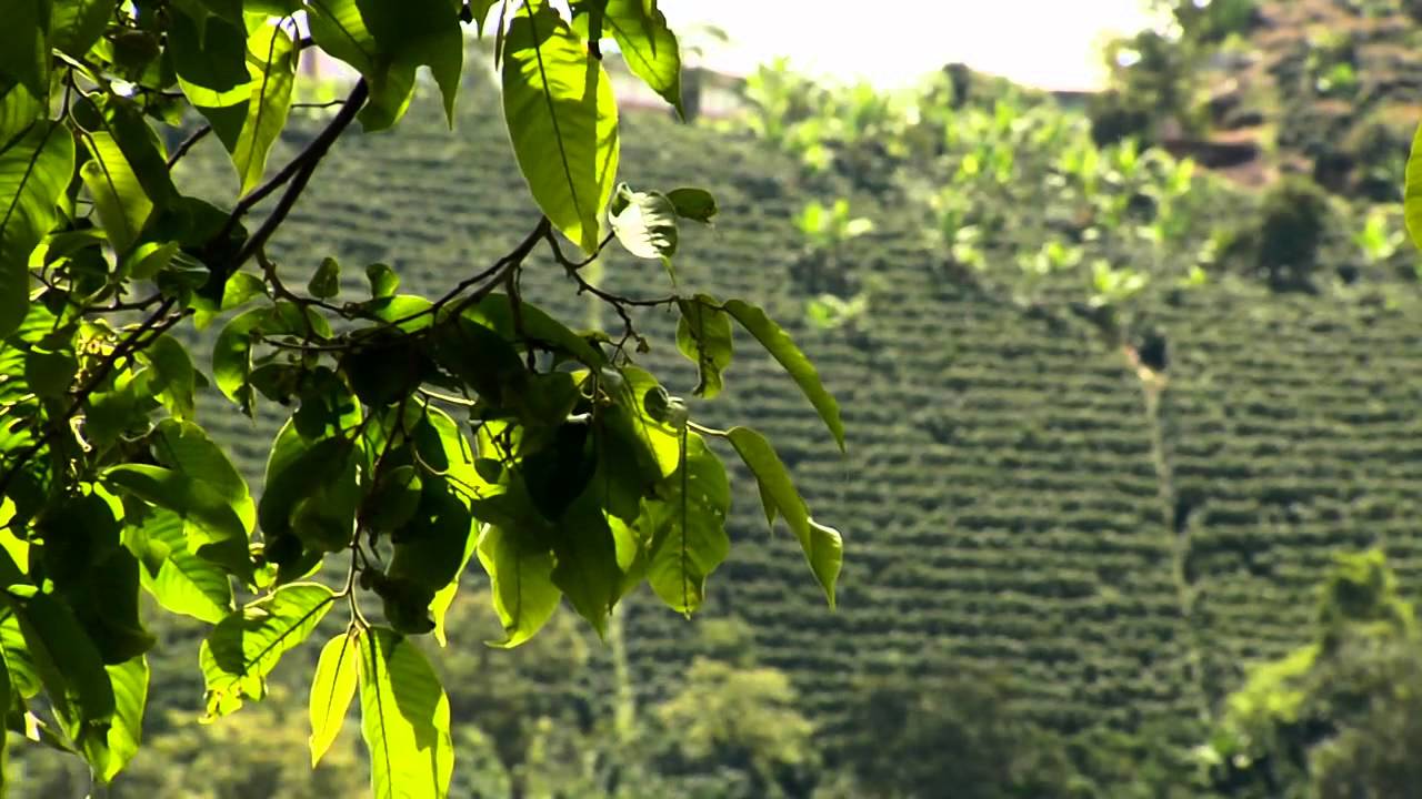 Territorio Verde - Café especial en Salgar - 18 de noviembre