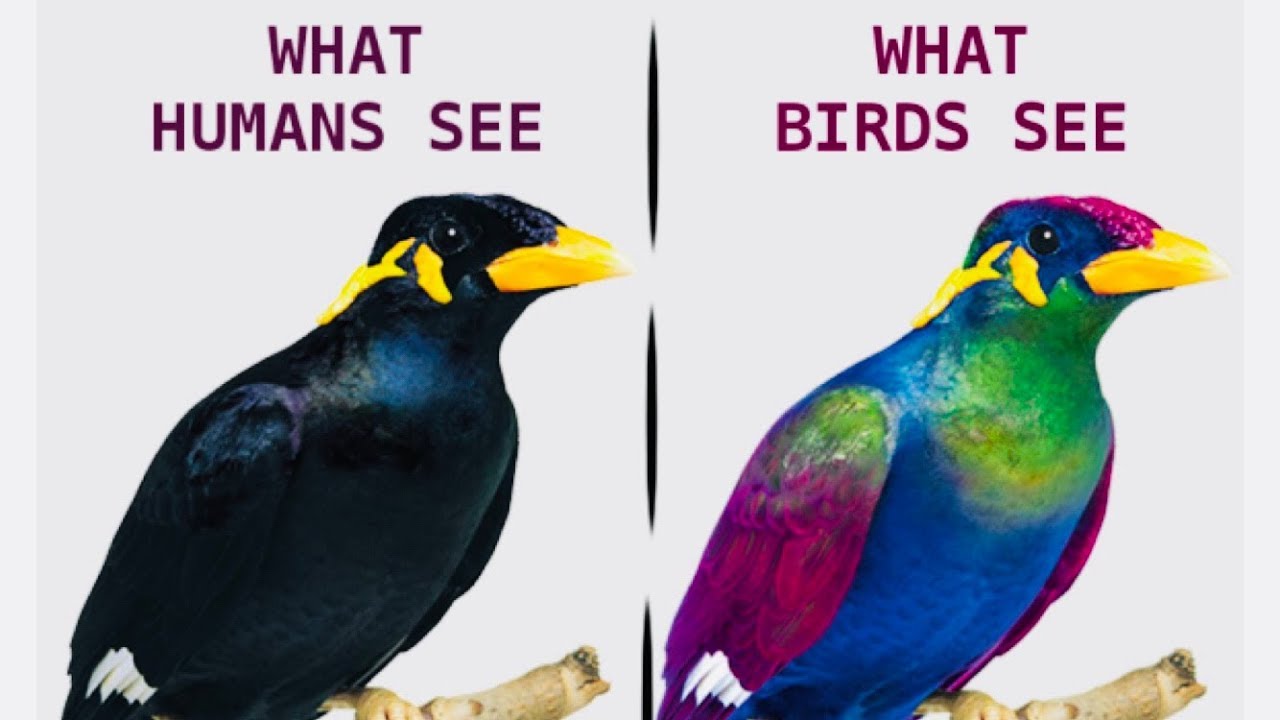 Bird vision! How birds see the WORLD?