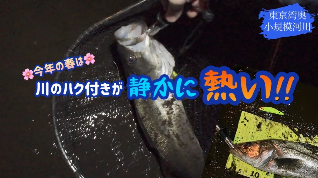 川のハク付きが静かに熱い　シーバス東京湾奥の小規模河川の釣行