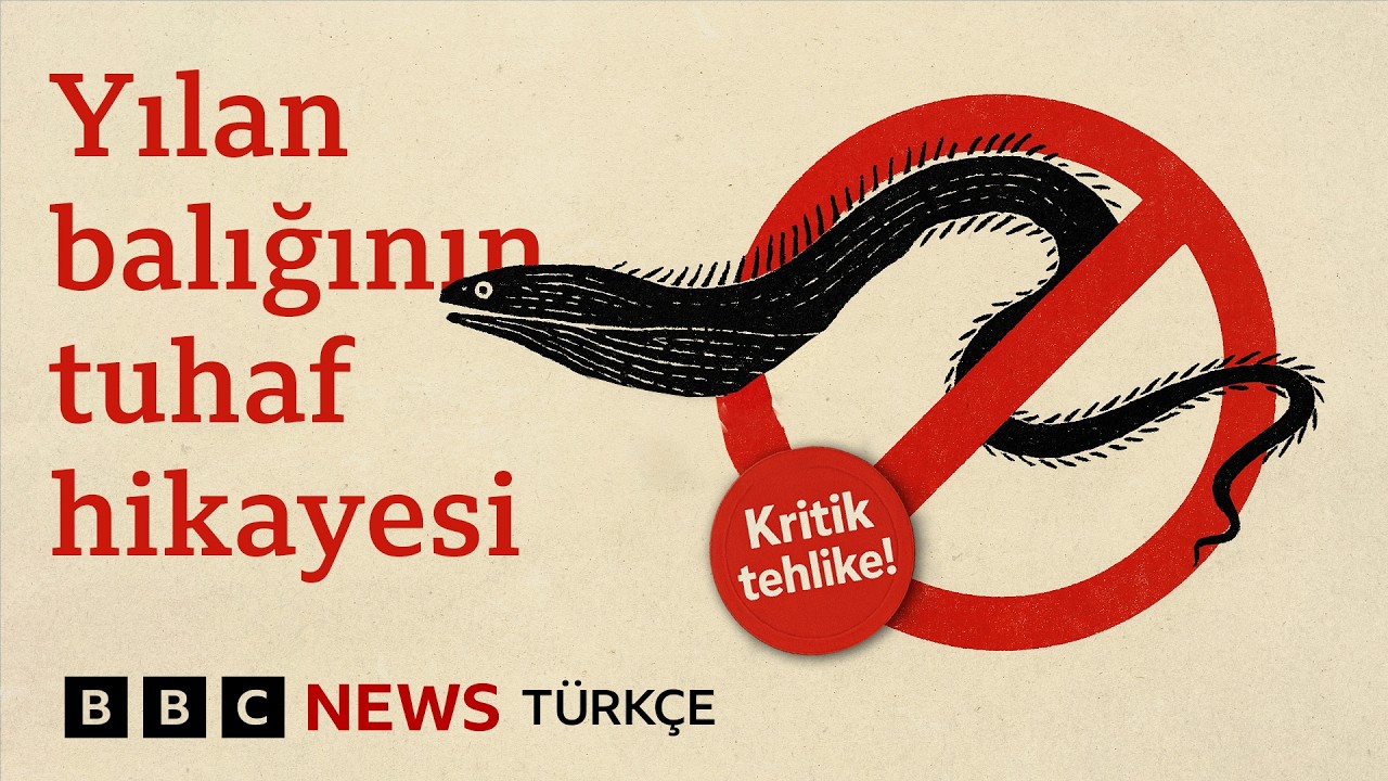 Yılan balığının 7000 km 3 yıl süren Meksika’dan Türkiye Bafa gölüne yolculuğu