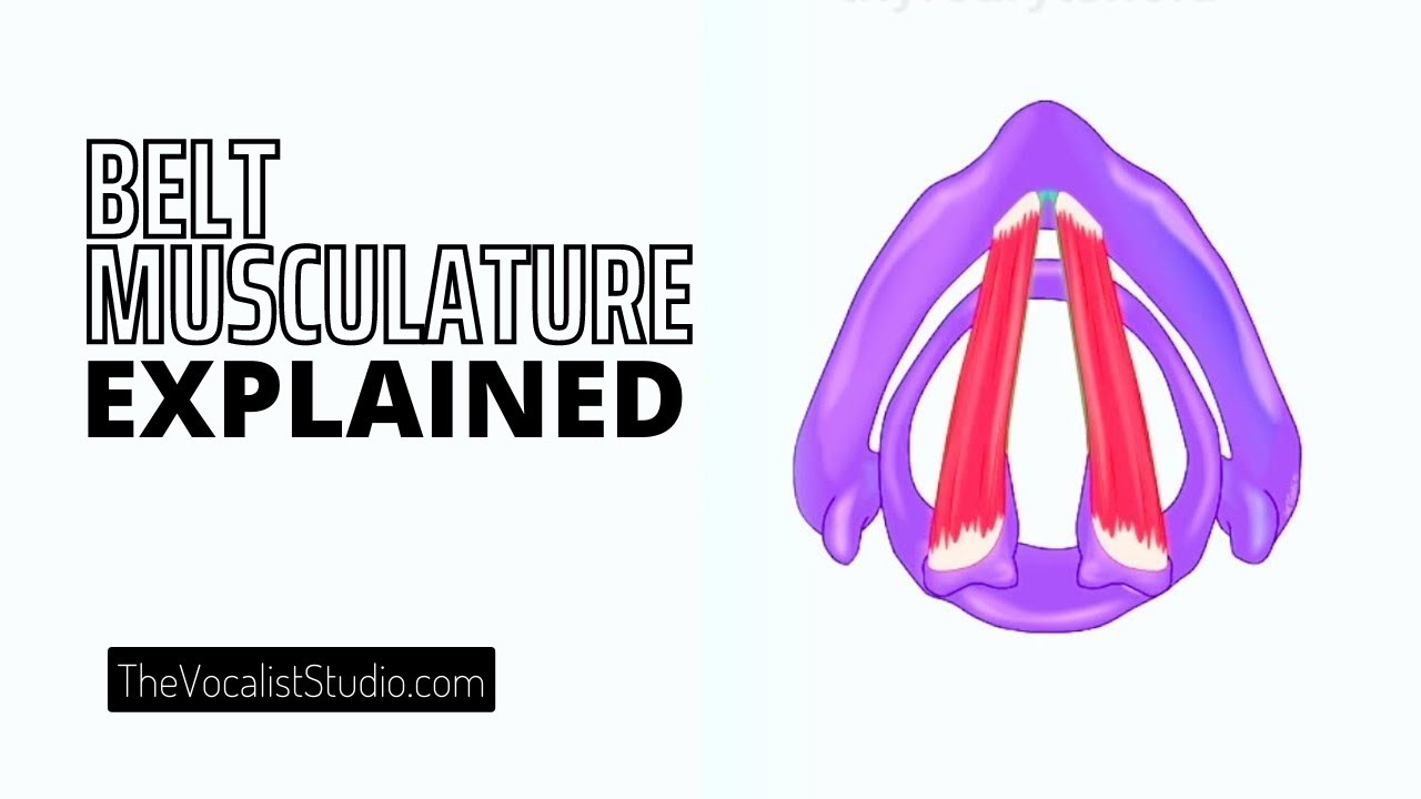 Belt Musculature Explained | Robert Lunte | The Vocalist Studio | Vocal Exercises