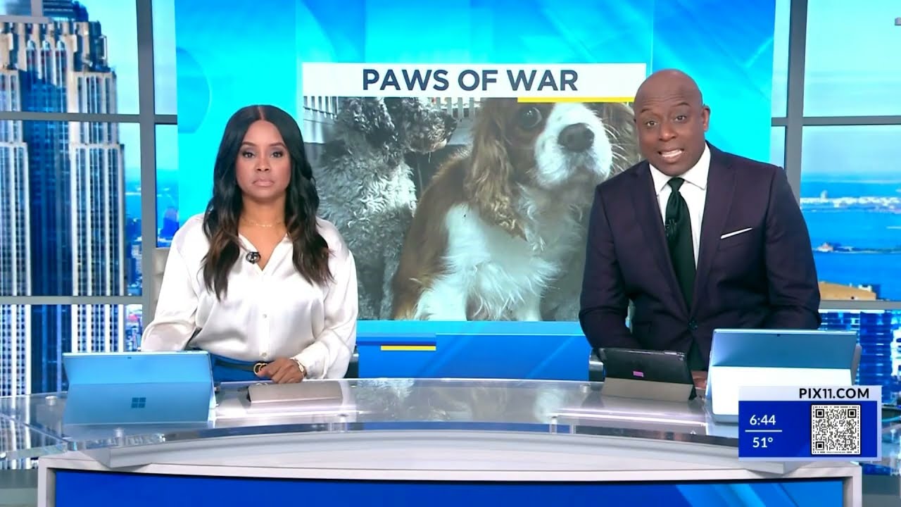 WPIX 11 Highlights Paws of War's Recent Rescue Mission to Save 40 Dogs from Ohio Puppy Mills