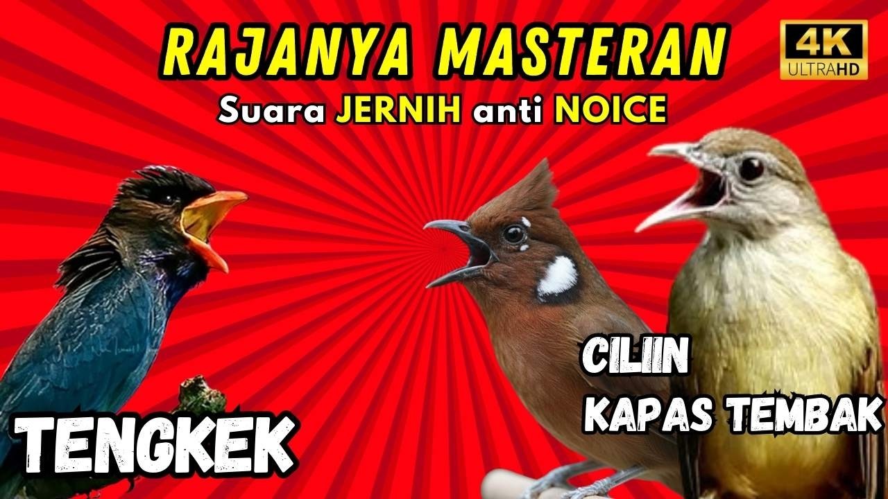 Masteran Murai Isian Cililin - Kapas Tembak-Tengkek Buto SUARA JERNIH