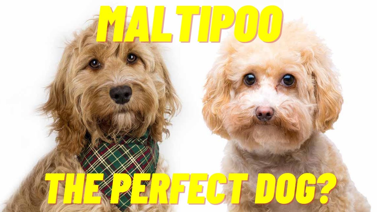 Мальтипу &mdash; помесь мальтийской болонки и игрушечного пуделя &mdash; всё, что вам нужно знать