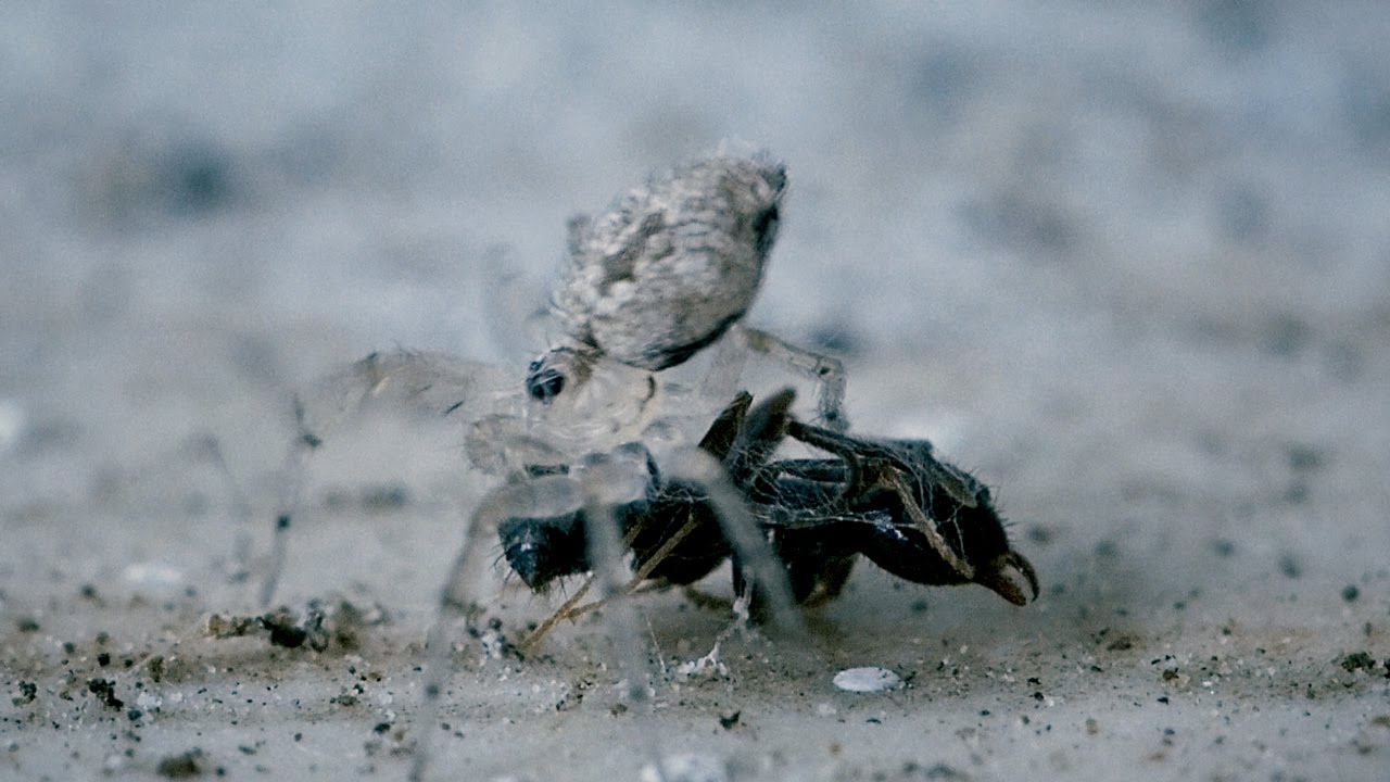Araneae [spider] cooking a Formicidae [ant] (test shot)
