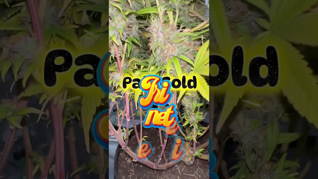 Paki Gold by Irie Genetics Day 87 Harvest. #cannabis