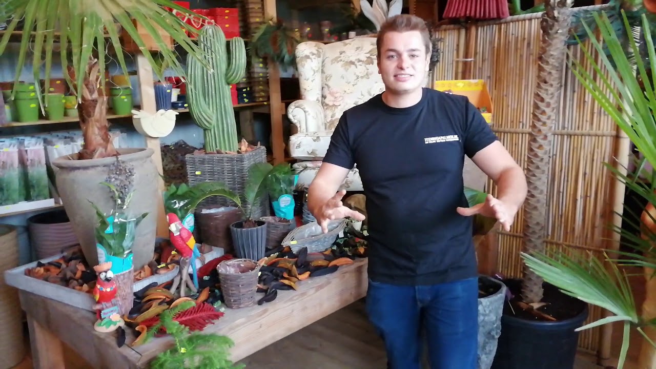 Loterij Teeninga Palmen! 30-09-2019 Gratis Winterharde Palmboom!