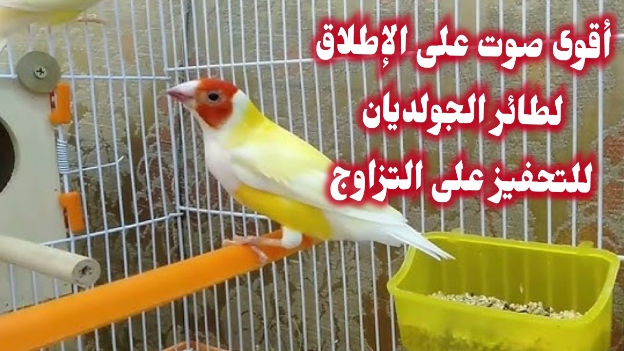 أقوى صوت على الإطلاق لطائر الجولديان للتحفيز على التزاوج