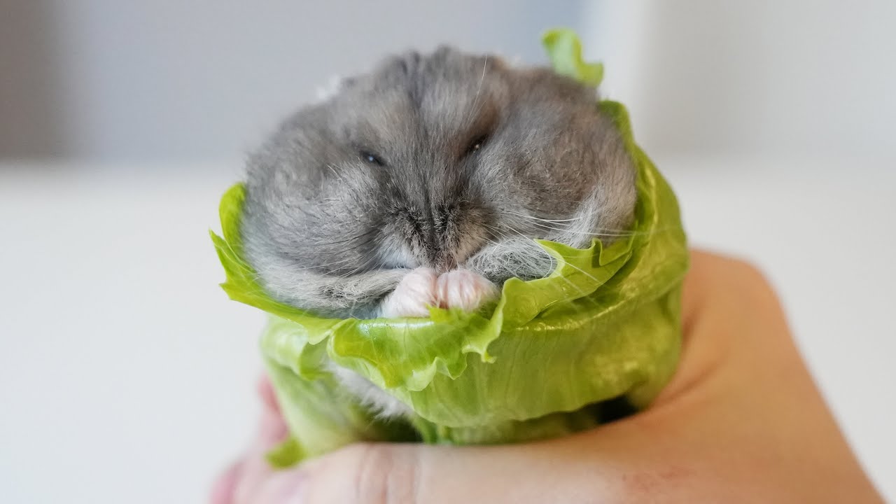 Салат для хомяка Hampter Wrap