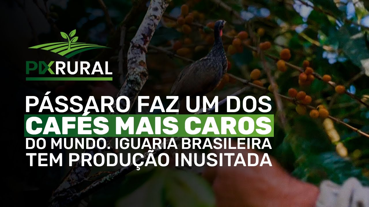 CAFÉ mais CARO do MUNDO tem produção inusitada
