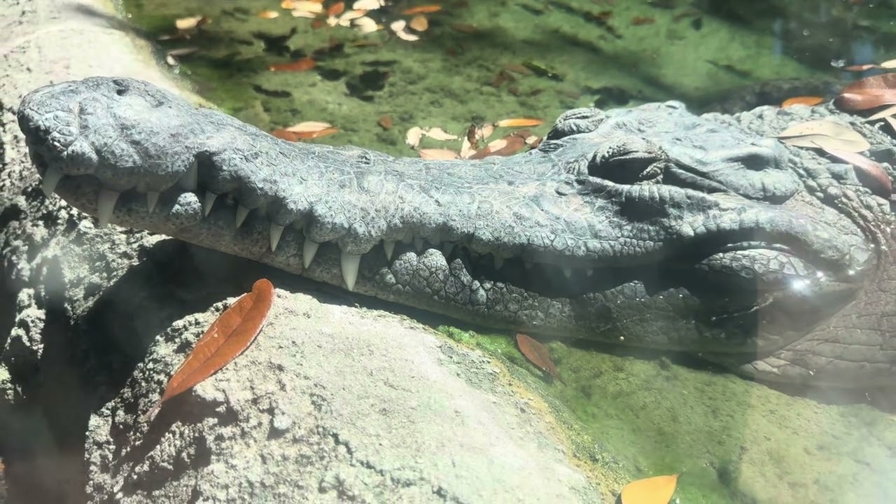 Predator&rsquo;s Snout