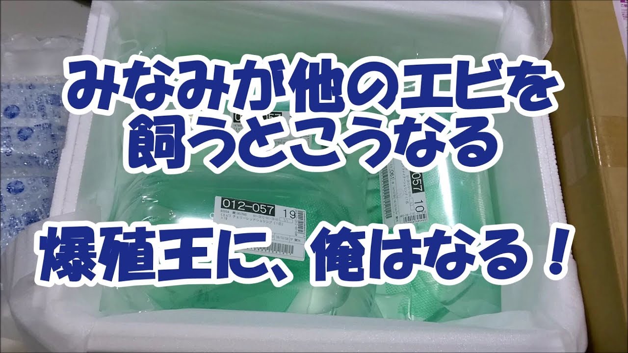 【エビの飼育・繁殖 2nd みなみが他のエビを飼うとこうなる 01：荷物開封～水合わせなど】shrimp breeding／养殖淡水虾