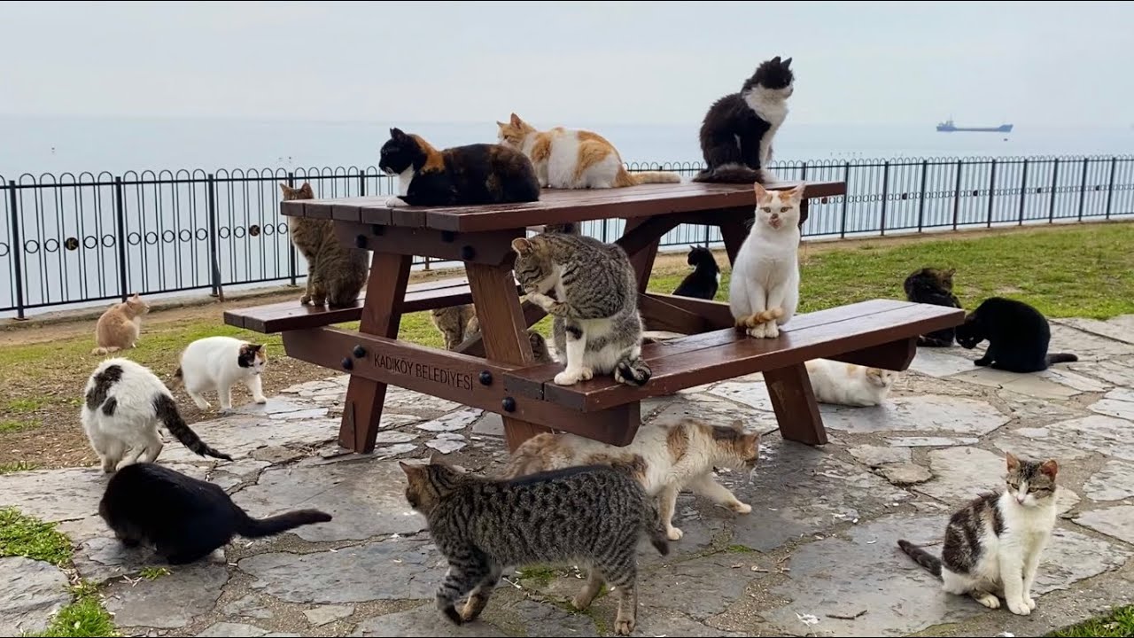 The mother of the cats gathers all the cats around her. The cats love this woman very much.