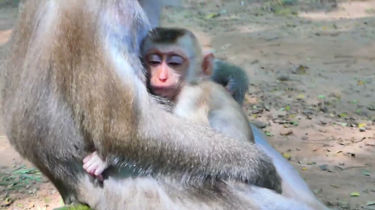 Mum please share to me, Mother monkey doesn't energy drink to her baby