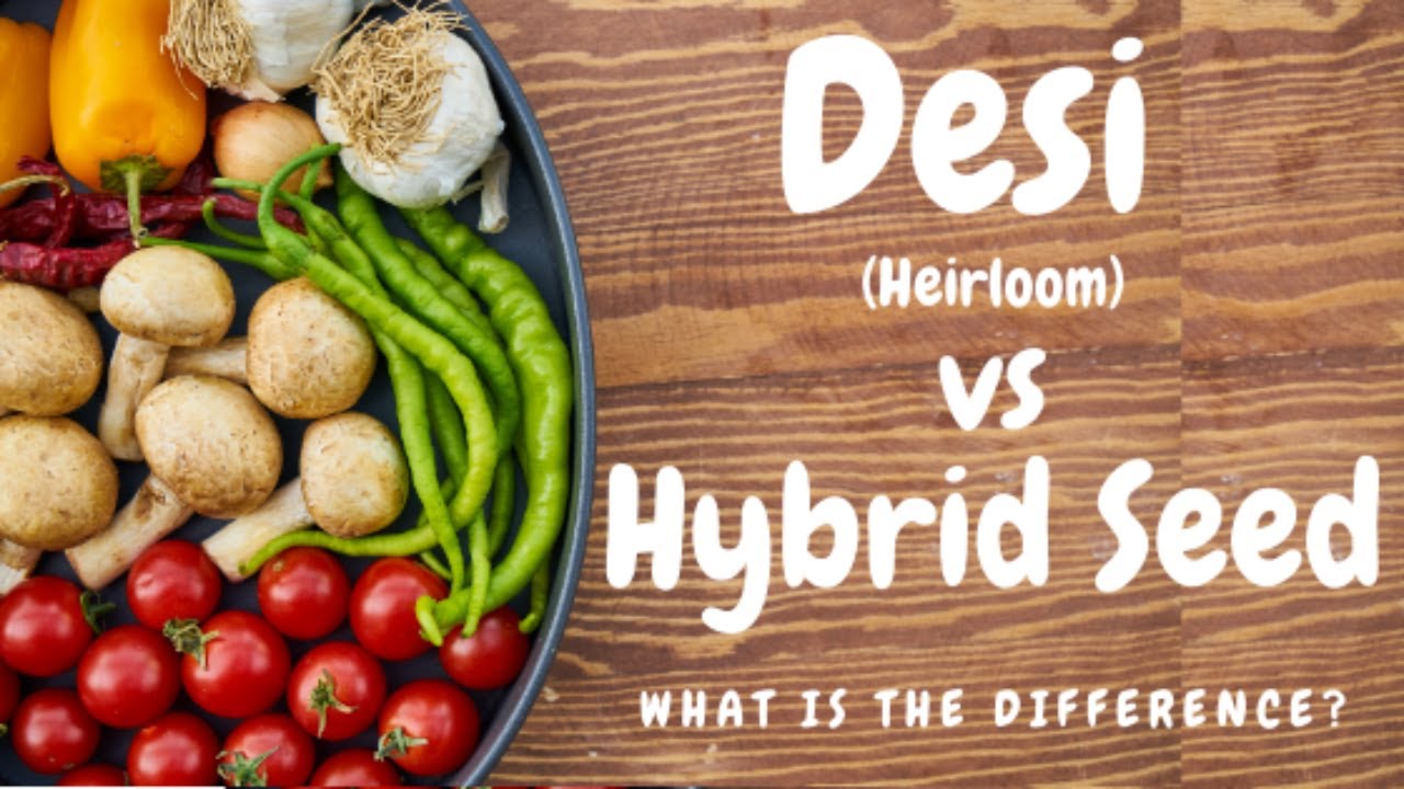 Heirloom vs Hybrid Seeds! Desi vs Hybrid Seeds