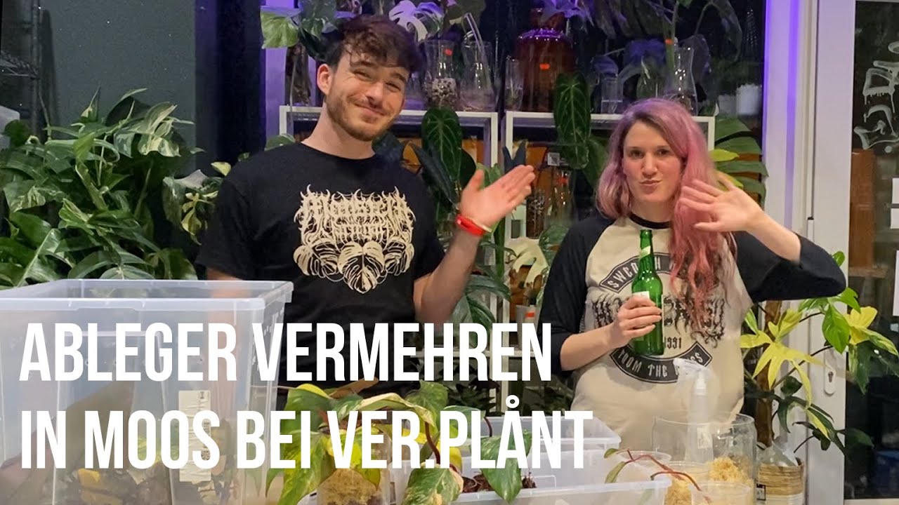 Moos Box basteln im VER.PLÅNT Leipzig Store mit Philodendron Strawberry Shake Ablegern!