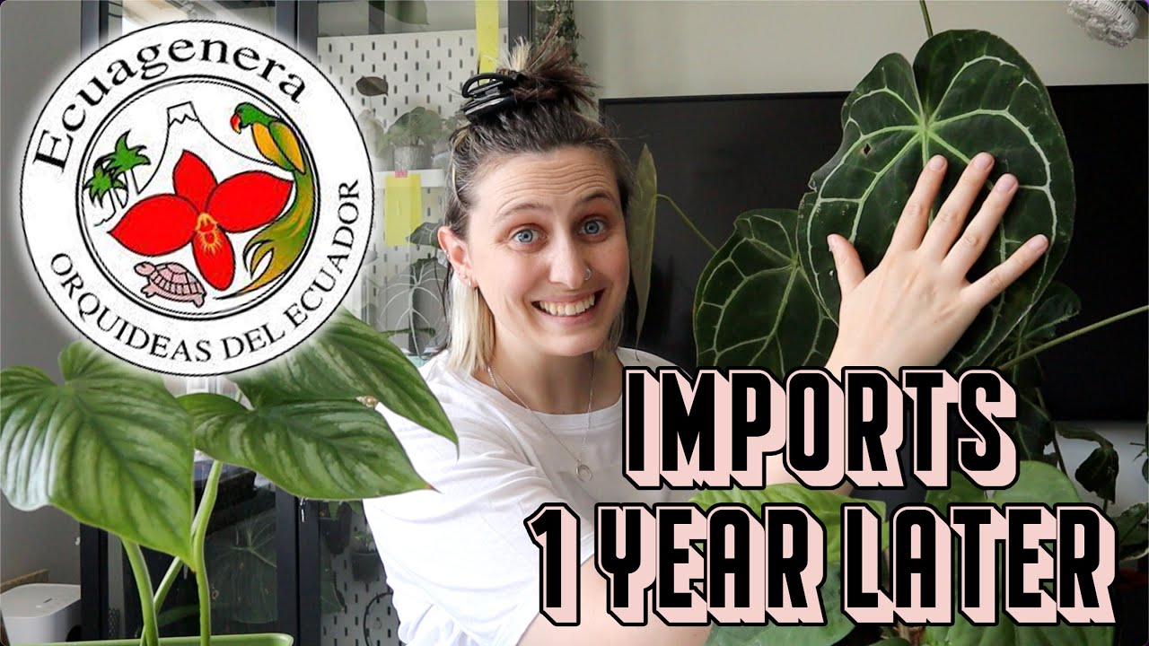 I Imported These Plants a Year Ago 😱🪴 Ecuagenera Plants Update