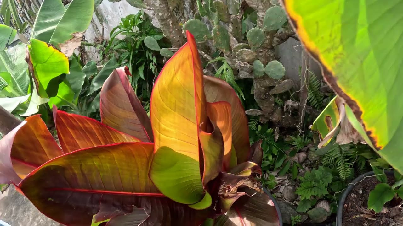 Harvesting Suriname Super Dwarf Balcony banana pups for Nursery sales.