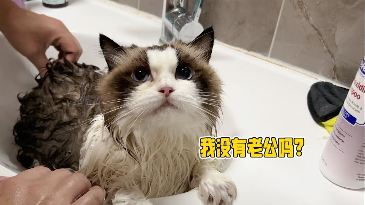 布偶猫洗澡一点不缩水，张嘴就喊老公