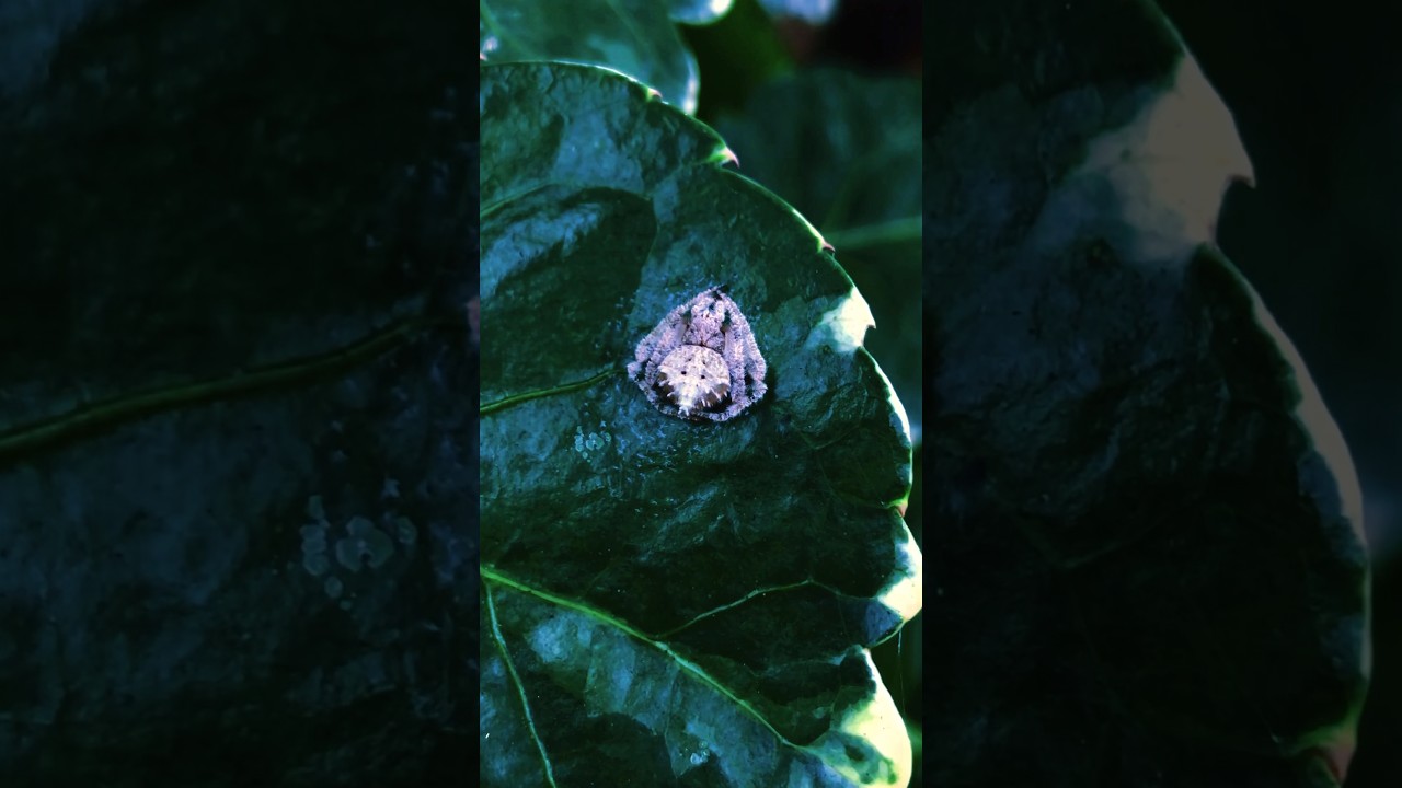 Araneus Ventricosus #shorts #spider #macrophotography #naturelovers #naturephotography #nature