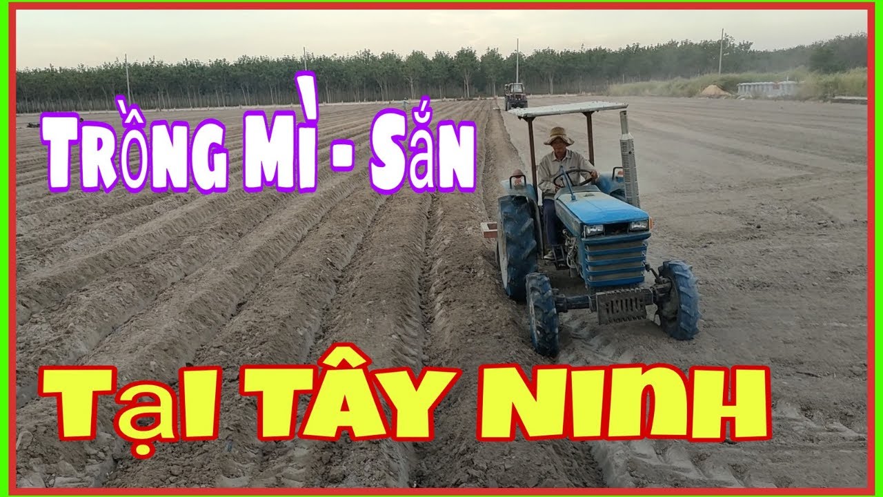 Qui trình kỹ thuật trồng mì rò chiếc , trồng hom cắm tại Tây Ninh | @TH Farm information