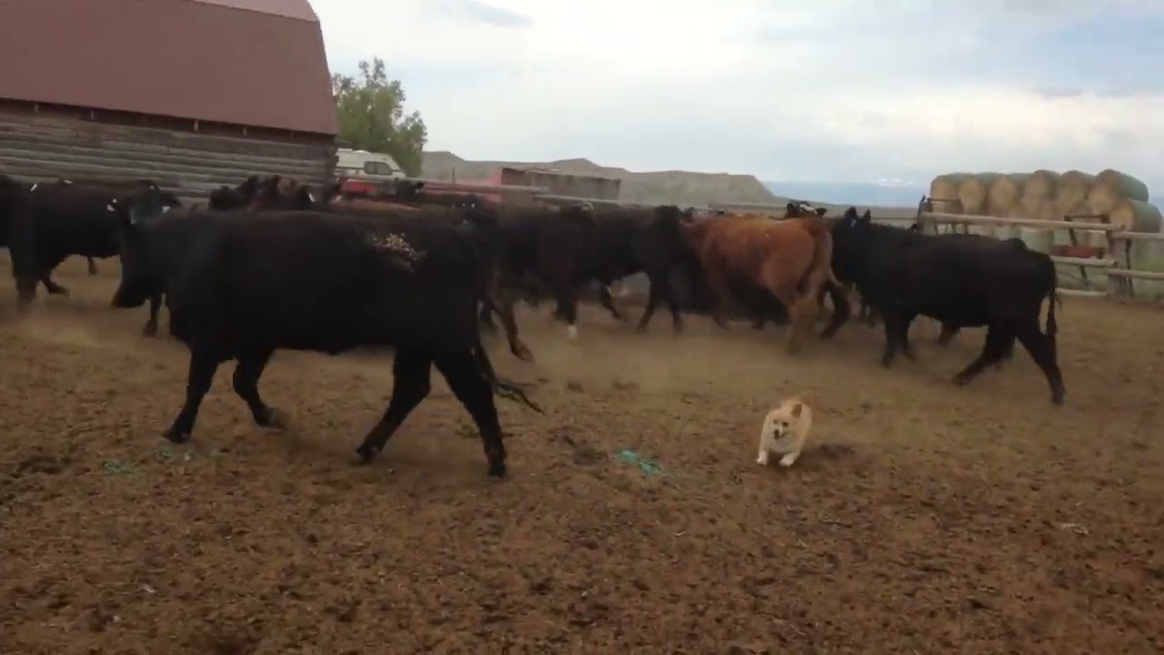 Corgi herding cows