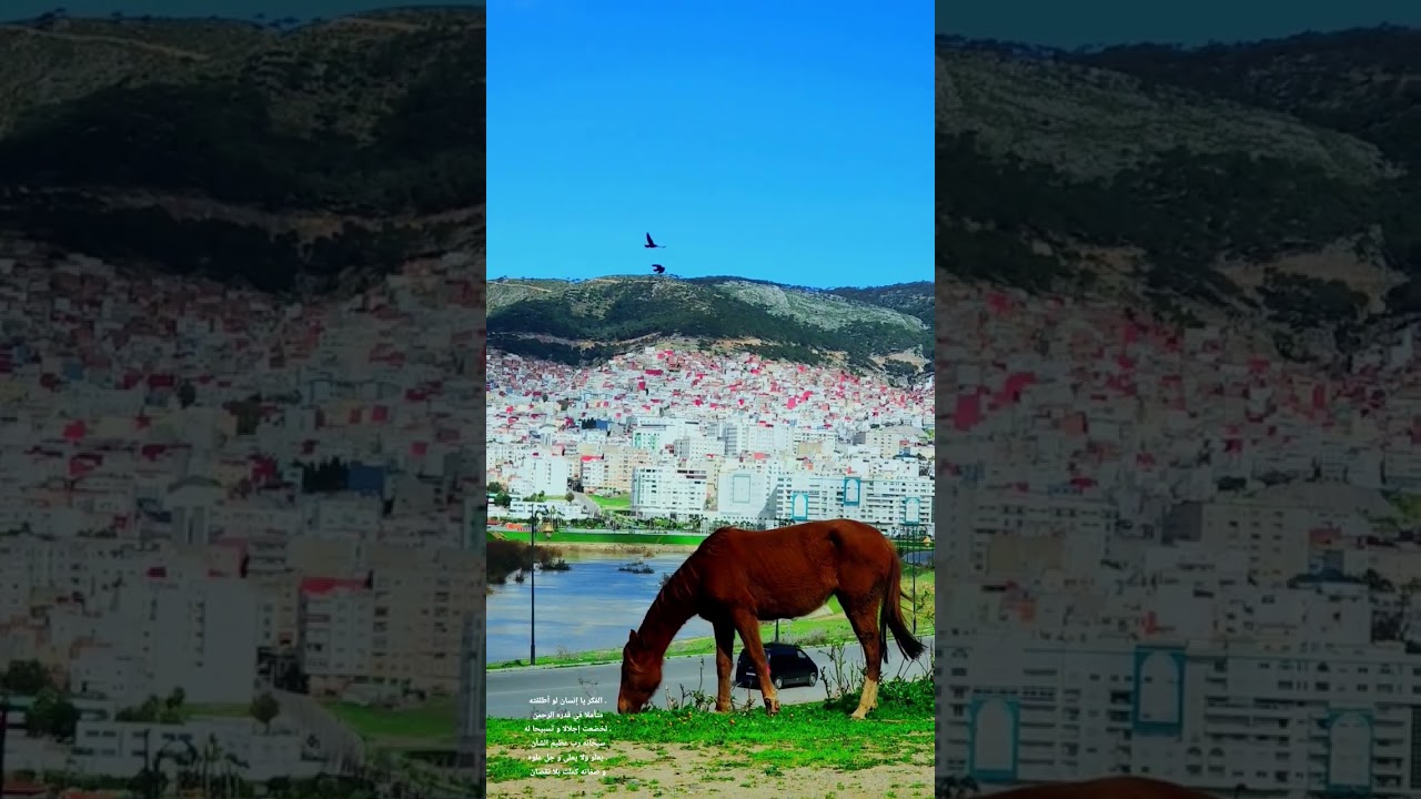 16 فبراير 2026