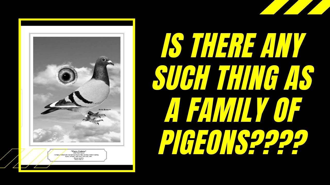 C. B. and C. Harris Pigeons - do strains or breeds of pigeons exist?