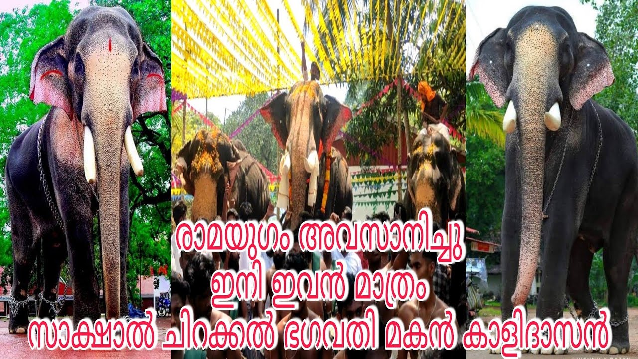 രാമനെ കടത്തിവെട്ടി ചിറക്കൽ കാളിദാസൻ ! Thechikottukavu ramachandran ! chirakkal kalidasan !