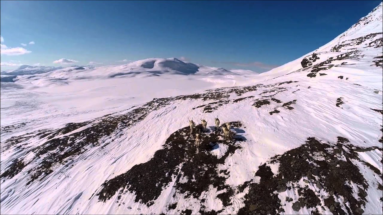 Bruk av drone til flytting av rein