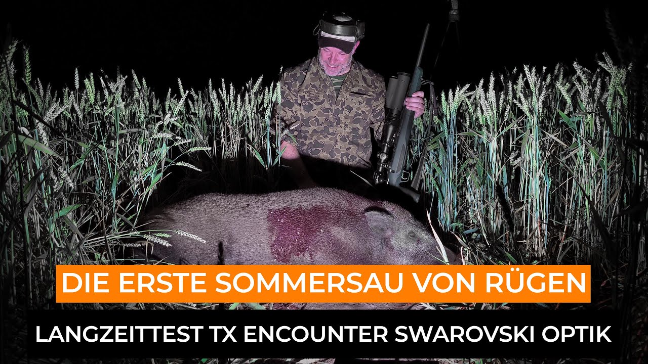 Die erste Sommersau von Rügen - TX Encounter von Swarovski Optik im Einsatz mit CZ 600 & Hornady ECX
