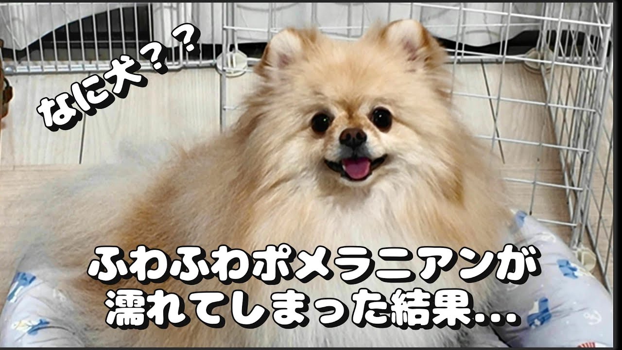 【チワワ】ポメラニアンゆきみが水で濡らされた結果