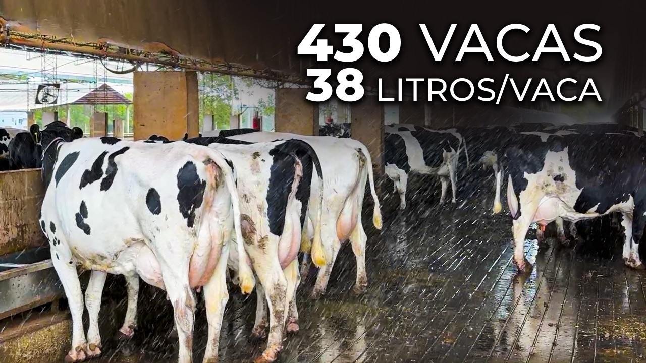 430 VACAS Y 37 LITROS/DÍA | TRIPLICÓ SU PRODUCCIÓN EN 10 AÑOS EN PARAGUAY