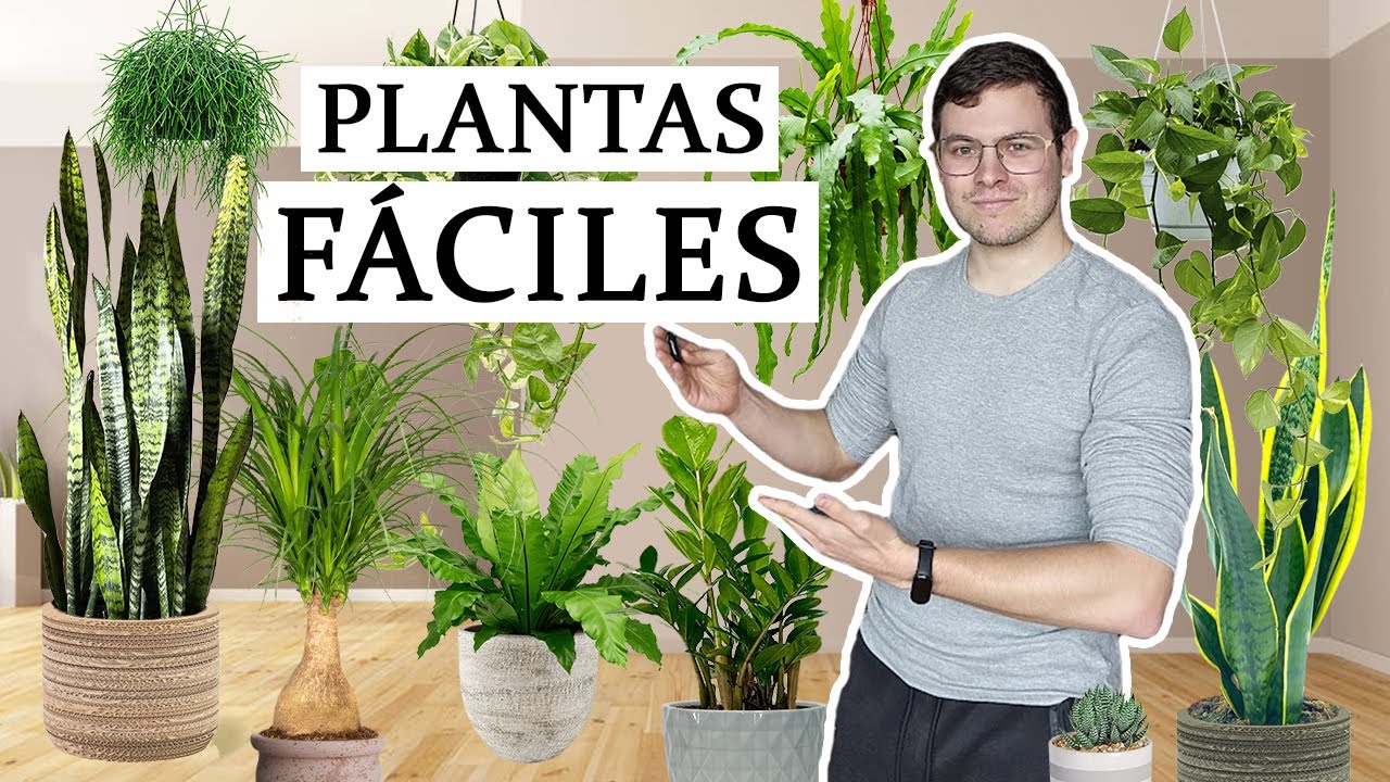 TOP 8 Plantas de bajo mantenimiento (de interior)