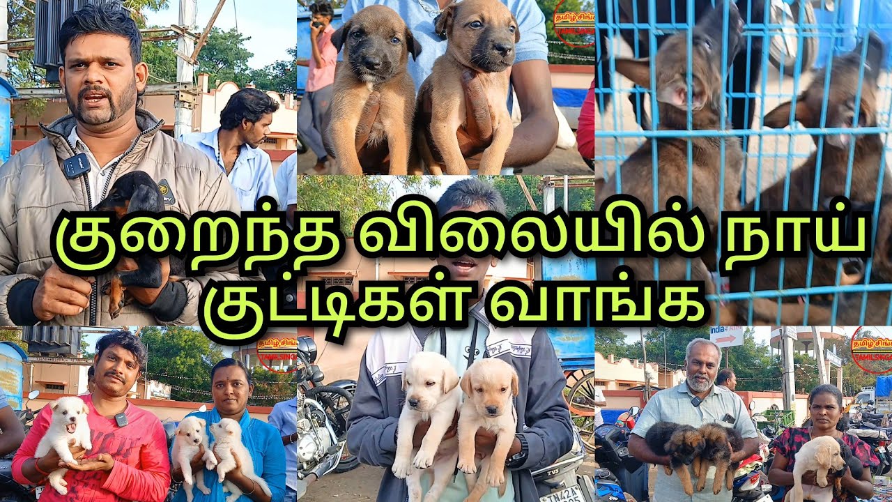 குறைந்த விலையில் நாய் குட்டிகள் வாங்க குன்னத்தூர் சந்தைக்கு வாங்க #dog #குன்னத்தூர் #tamilsingam 