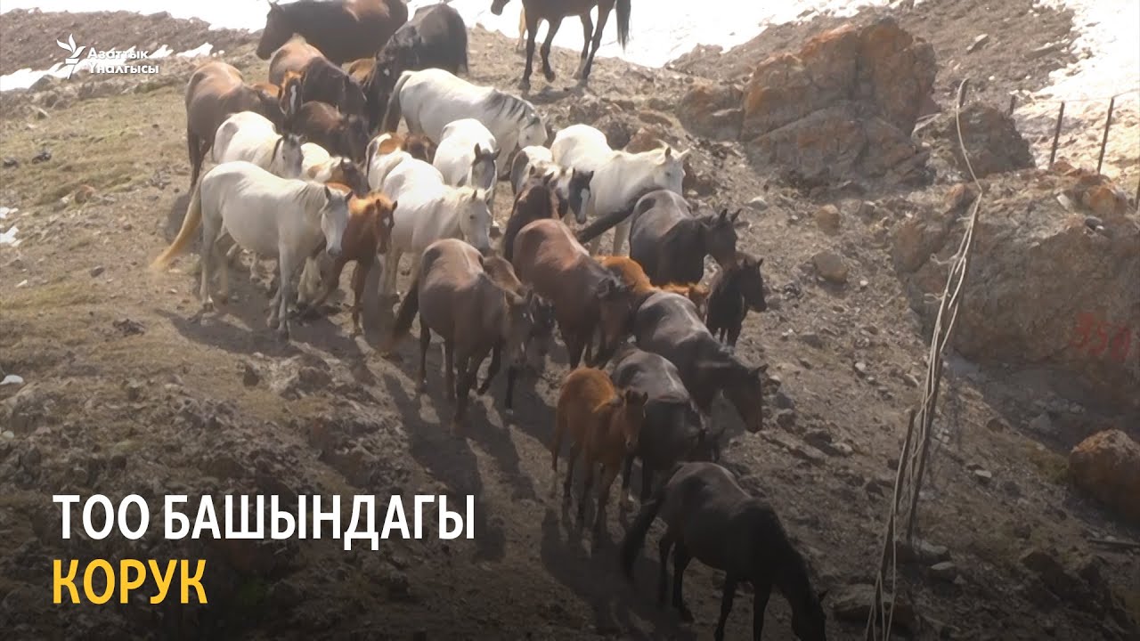 Тоо башындагы корук