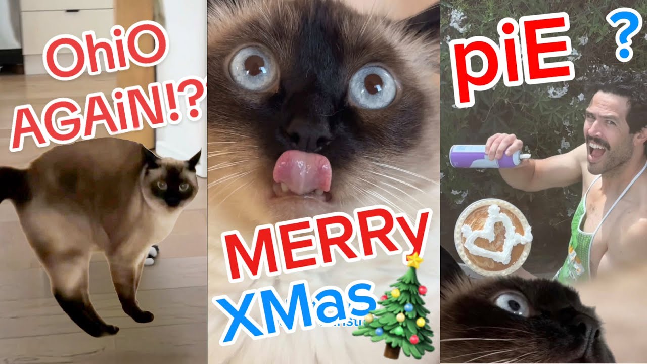 Merv The Talking Cat doesn't want to go to OHIO!!! - Funniest Cat Expressions