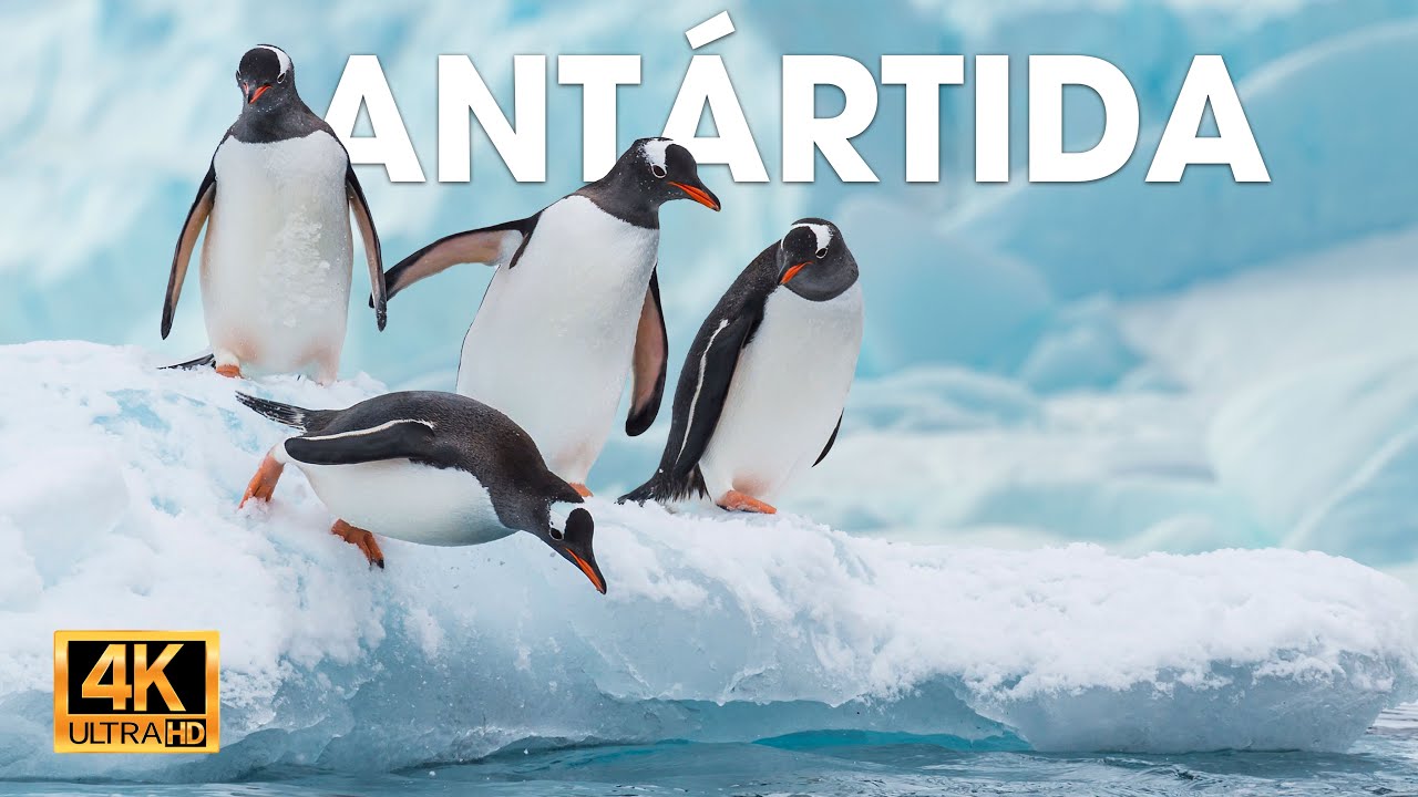 ANT&Aacute;RTIDA - Vida Salvaje en el Fin del Mundo #animalessalvajes