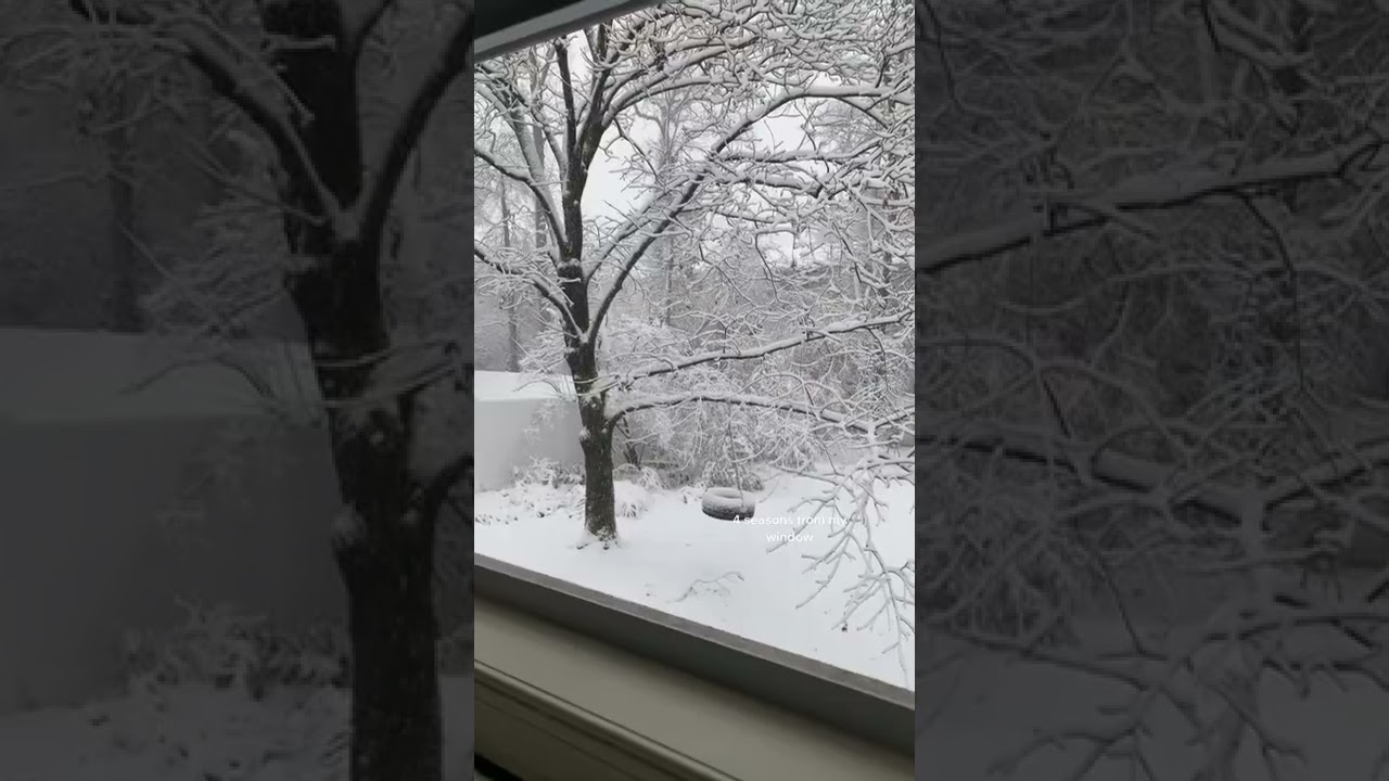 4 Seasons From The Window tiktok selilahhopkins