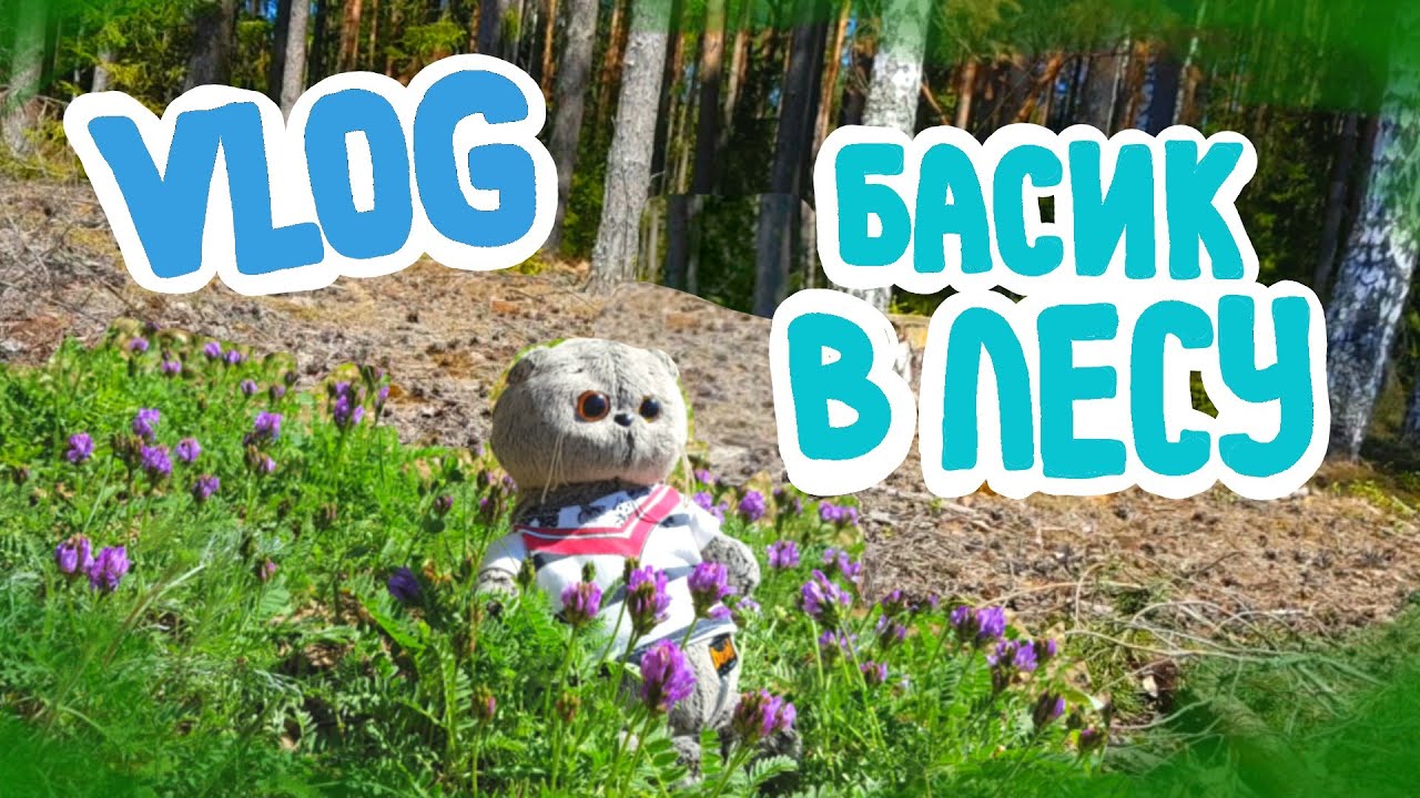 VLOG | БАСИК В ЛЕСУ/НА ВОЛГЕ | Basik TV