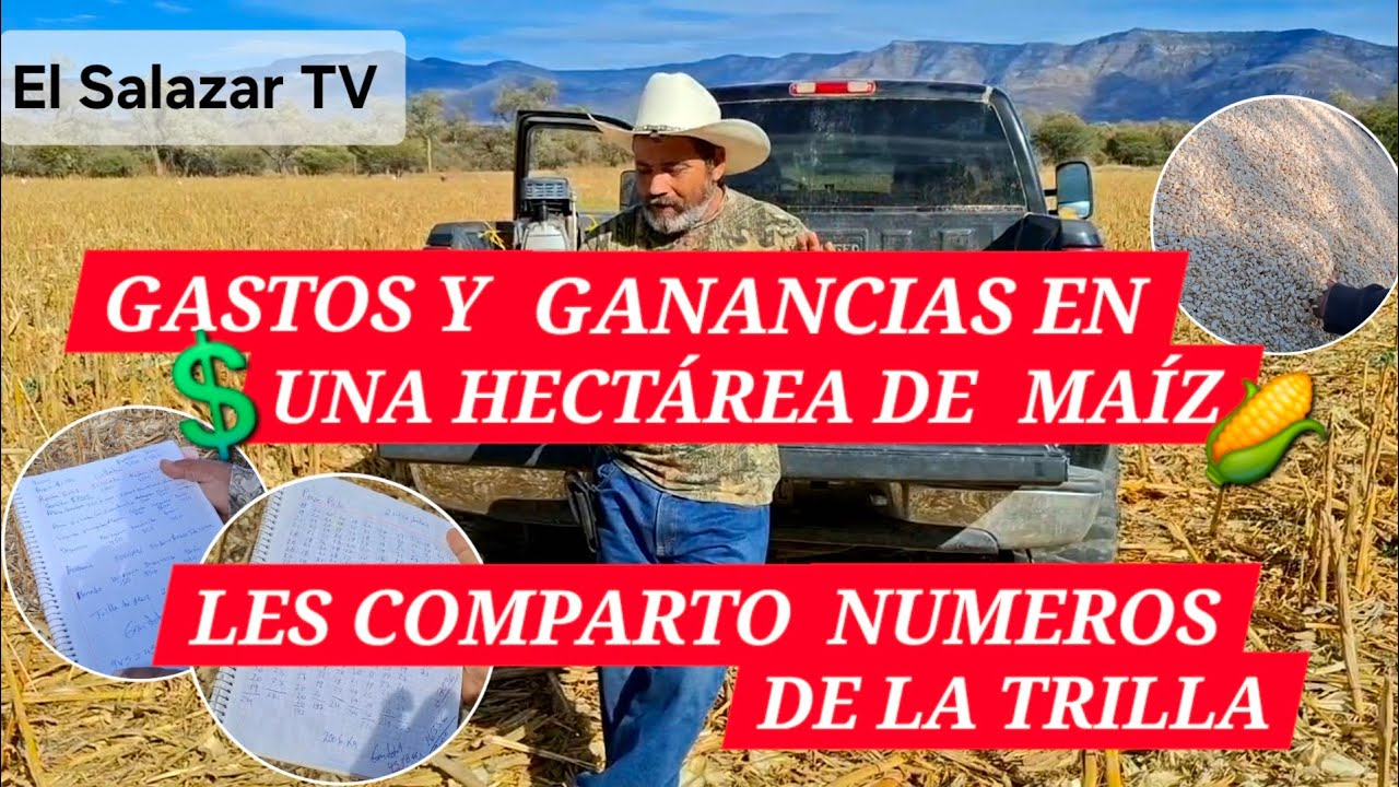💲GASTOS Y GANANCIAS EN LA SIEMBRA DE UNA HECTÁREA DE MAÍZ 🌽 (LES COMPARTO NÚMEROS DE LA TRILLA) 💸