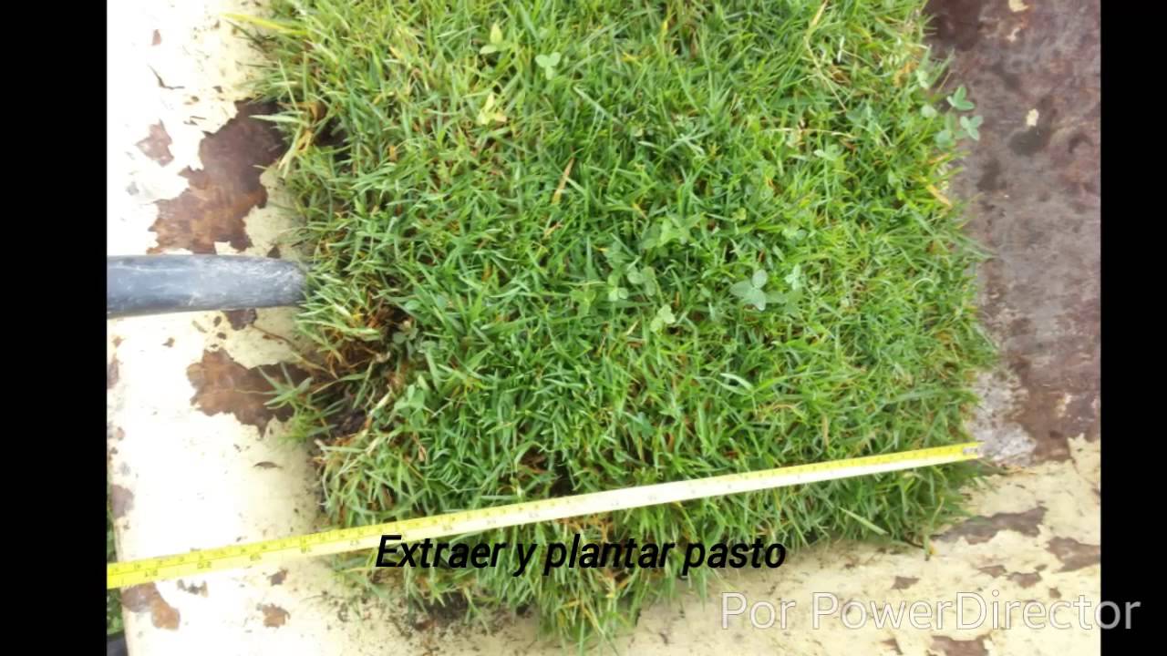 Extraer y plantar pasto