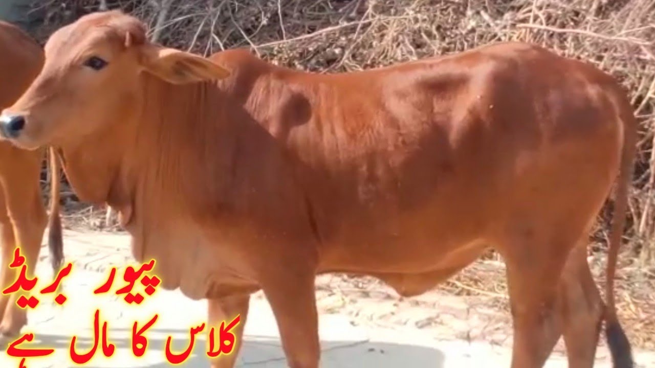 Poure Sahiwal hiefers Quaailty hiefers for sale