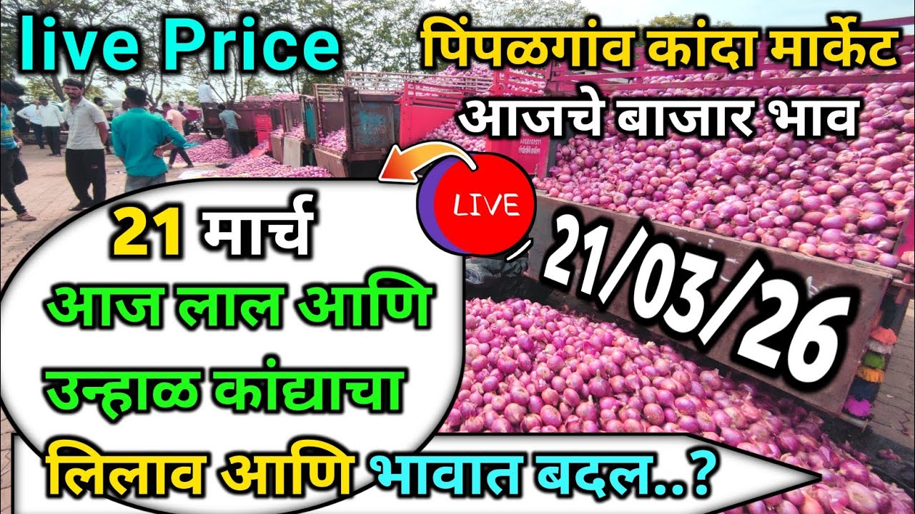Pimpalgaon Onion Market Price Today:Latest Rates And Insights 21 march 2025