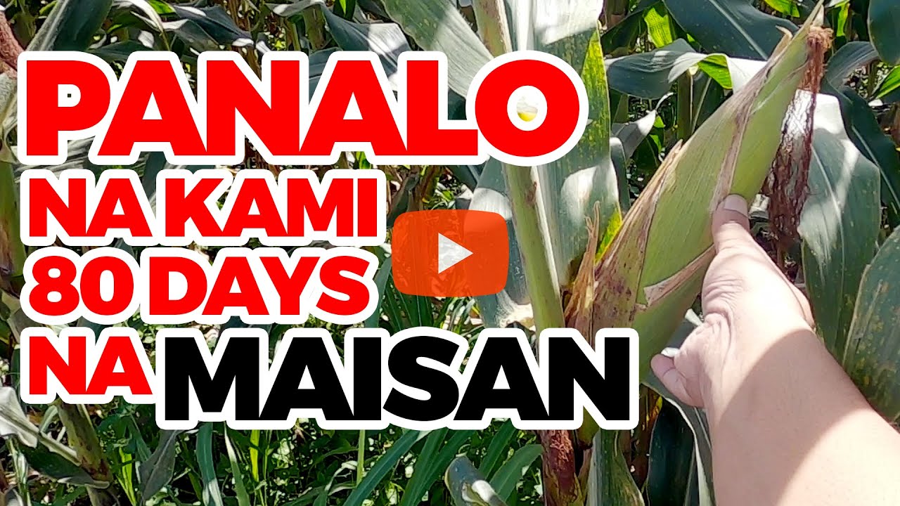 Mais Update 80 Days | 80 Days Corn