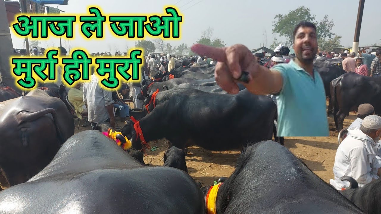Parsi Pashu Mandi | Sale Murra Buffalo 