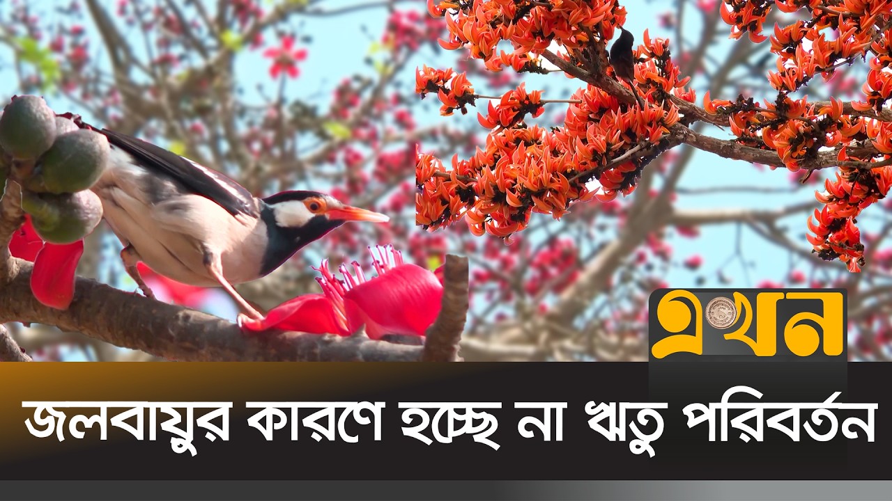 বসন্ত এলেও এখনও অনুপস্থিত ঋতুর অন্যান্য বৈশিষ্ট্য | Spring | Bogra | Ekhon TV
