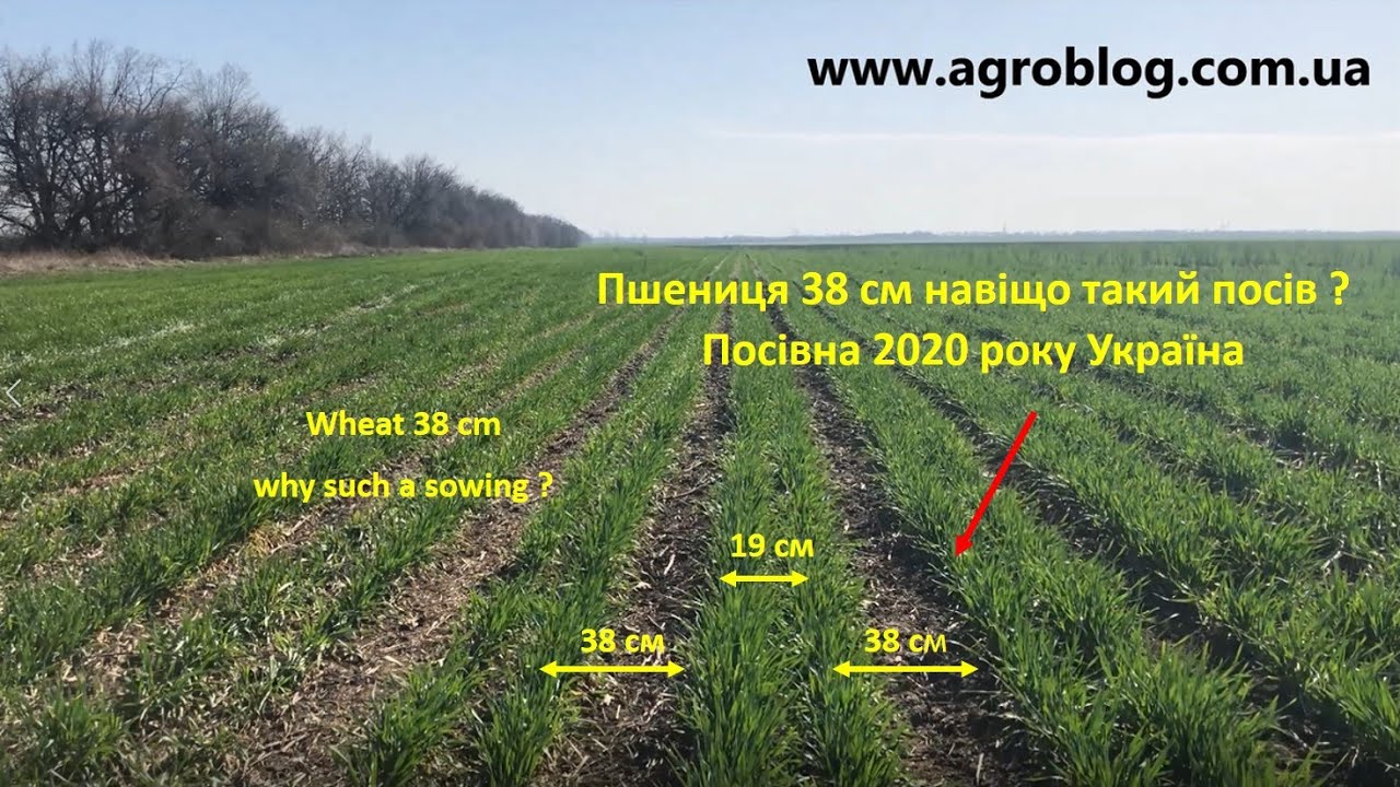 Пшениця 38 см навіщо такий посів ? Посівна 2020 року Україна Seeding Wheat 38 cm why such a sowing ?