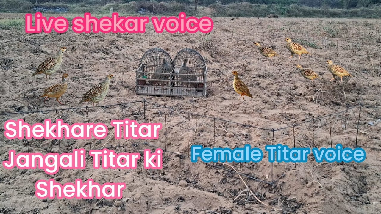 Shekhare Titar se Jangali Titar pakdne ka tareeka Female Titar voice 